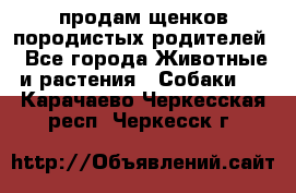 продам щенков породистых родителей - Все города Животные и растения » Собаки   . Карачаево-Черкесская респ.,Черкесск г.